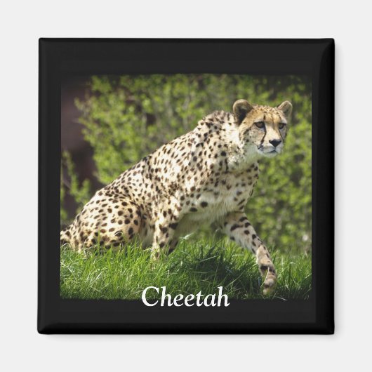 Wild Big Cats Tierliebhaber Design Magnet (Vorne)