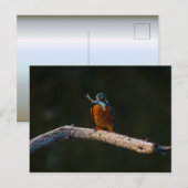 Wild Bird auf Zweig Postkarte (Vorne/Hinten)