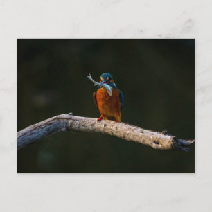 Wild Bird auf Zweig Postkarte
