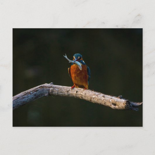 Wild Bird auf Zweig Postkarte (Vorderseite)