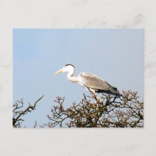 WILD BIRD HERON POSTKARTE