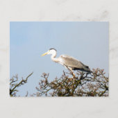 WILD BIRD HERON POSTKARTE (Vorderseite)