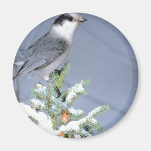 Wild Bird Winter Magnet