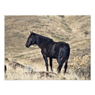 Wild Black Mustang Stallion Foto Print