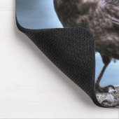 Wild Black Raven Stehend auf Rocks Mousepad (Ecke)