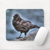 Wild Black Raven Stehend auf Rocks Mousepad (Mit Mouse)
