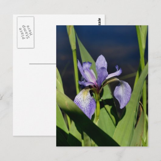 Wild-blaue Flagge Iris-Blume Postkarte (Vorne/Hinten)