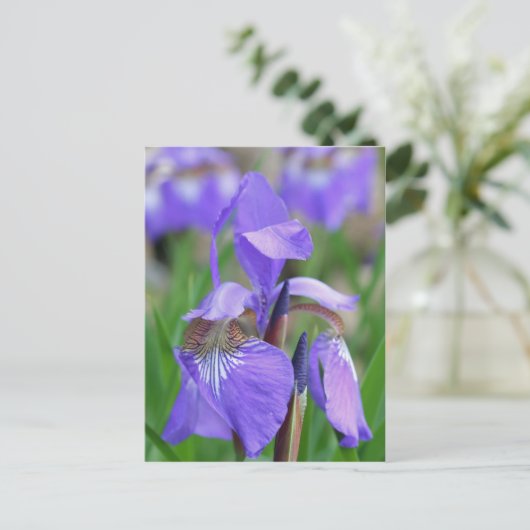 Wild-blaue Flagge Iris-Blume Postkarte (Stehend Vorderseite)