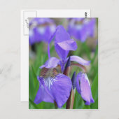 Wild-blaue Flagge Iris-Blume Postkarte (Vorne/Hinten)