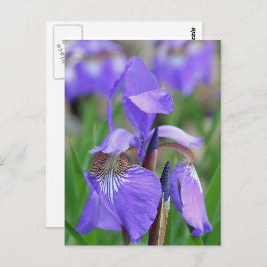 Wild-blaue Flagge Iris-Blume Postkarte (Vorne/Hinten)