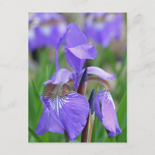Wild-blaue Flagge Iris-Blume Postkarte (Vorderseite)