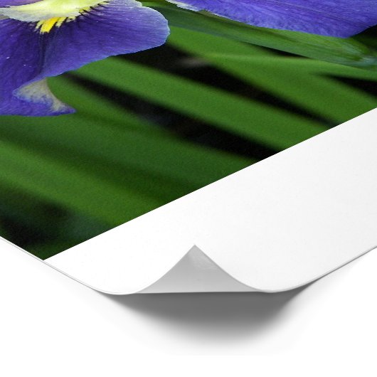 Wild Blue Iris Print Poster (Ecke)