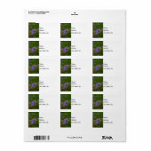 Wild Blue Phlox Adressaufkleber (Vorne)