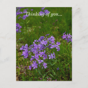 Wild Blue Phlox denken Sie an Ihre Postkarte