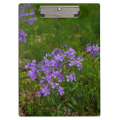 Wild Blue Phlox Klemmbrett (Vorderseite)