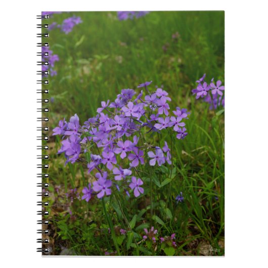 Wild Blue Phlox Notizblock (Vorderseite)