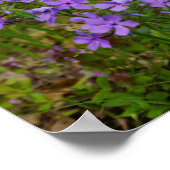 Wild Blue Phlox Poster (Ecke)