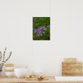 Wild Blue Phlox Poster (Küche)