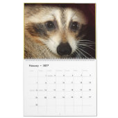 Wild Blue Yonder Raccoons von 2018 Kalender (Feb 2027)