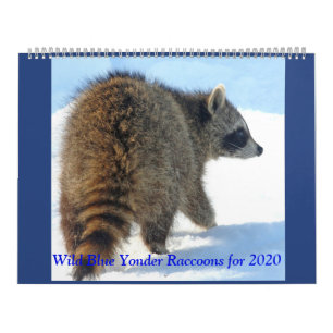 Wild Blue Yonder Raccoons von 2019 Kalender