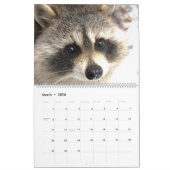 Wild Blue Yonder Raccoons von 2019 Kalender (Mär 2026)