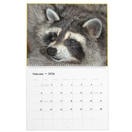 Wild Blue Yonder Raccoons von 2019 Kalender (Feb 2026)