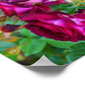 Wild Blue Yonder Rose #1 Poster (Ecke)