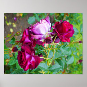 Wild Blue Yonder Rose #1 Poster