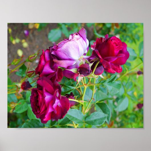 Wild Blue Yonder Rose #1 Poster (Vorne)