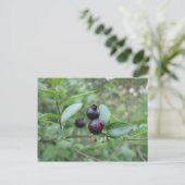 Wild Blueberry Fruit Postkarte (Stehend Vorderseite)