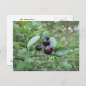 Wild Blueberry Fruit Postkarte (Vorne/Hinten)