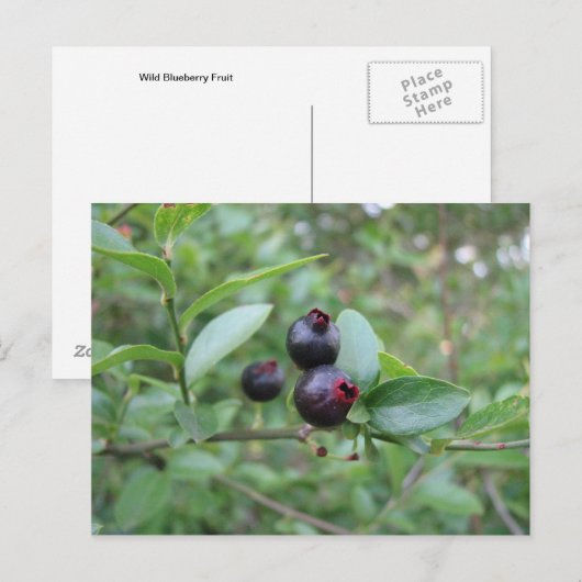 Wild Blueberry Fruit Postkarte (Vorne/Hinten)