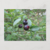 Wild Blueberry Fruit Postkarte (Vorderseite)
