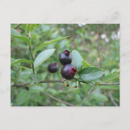 Wild Blueberry Fruit Postkarte (Vorderseite)