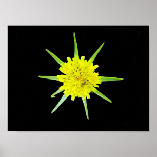 Wild-Blume-Poster für weniger Ziegenbart Poster