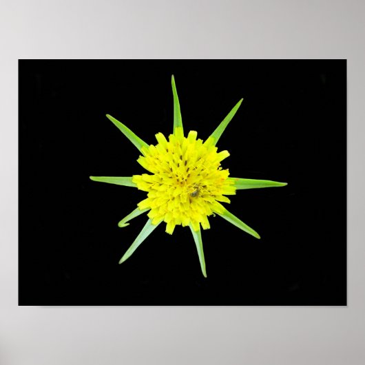 Wild-Blume-Poster für weniger Ziegenbart Poster (Vorne)