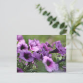 Wild Blume S. Texas Postkarte (Stehend Vorderseite)