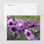 Wild Blume S. Texas Postkarte (Vorne/Hinten)