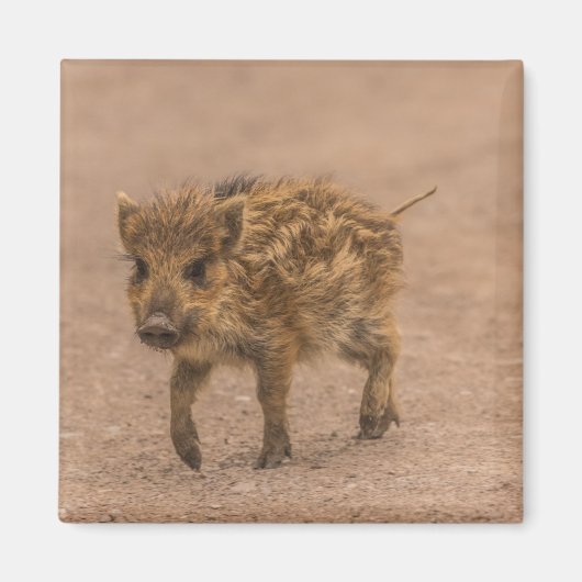 Wild Boar Piglet Magnet (Vorne)