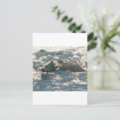 Wild Boar Piglet Postkarte (Stehend Vorderseite)