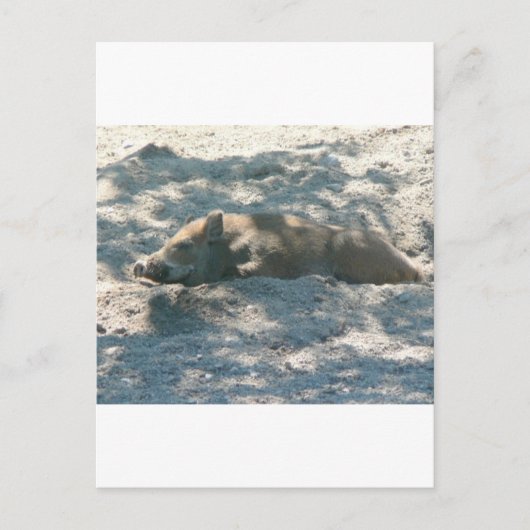 Wild Boar Piglet Postkarte (Vorderseite)