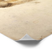 WILD BOAR PIGLET / Tierzeichnungen Poster (Ecke)