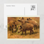 Wild Boar Postcard Postkarte (Vorne/Hinten)