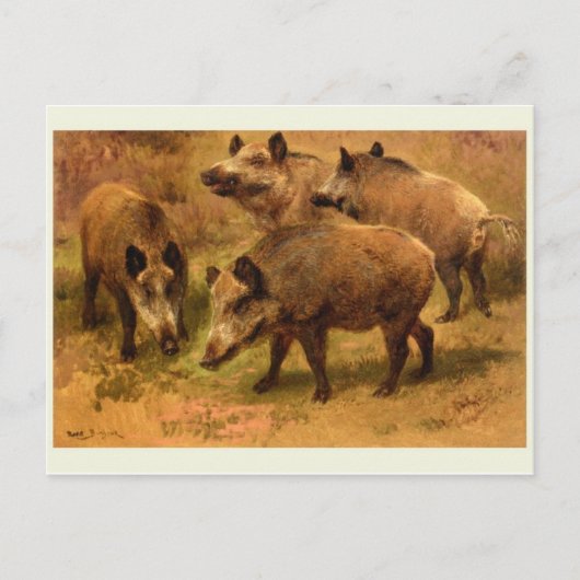 Wild Boar Postcard Postkarte (Vorderseite)