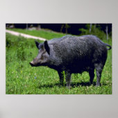 Wild Boar Poster (Vorne)