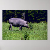 Wild Boar Poster (Vorne)