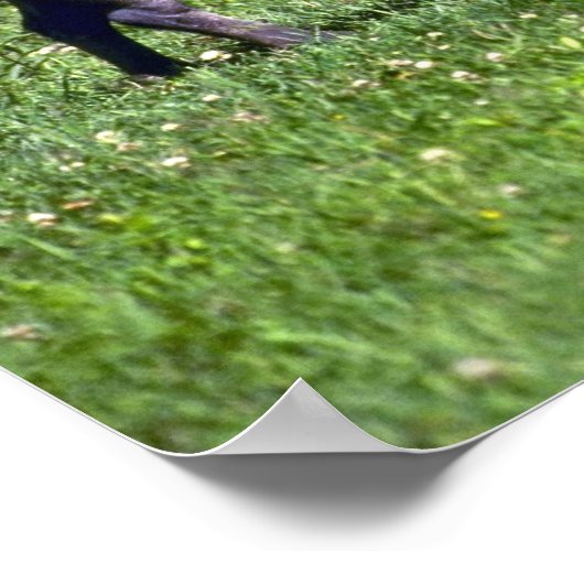 Wild Boar Poster (Ecke)