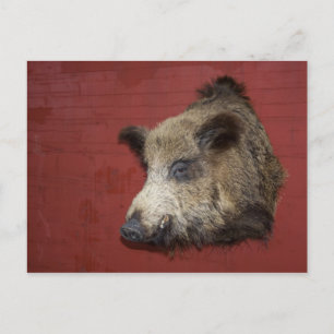 Wild Boar Trophy Postkarte
