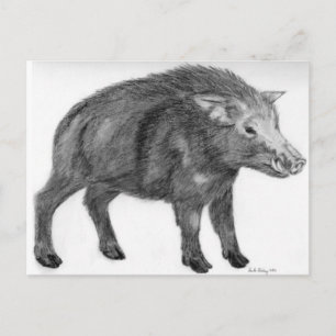 Wild Boar, Verteidigungsbereitschaft Postkarte
