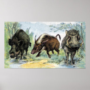Wild Boars Poster